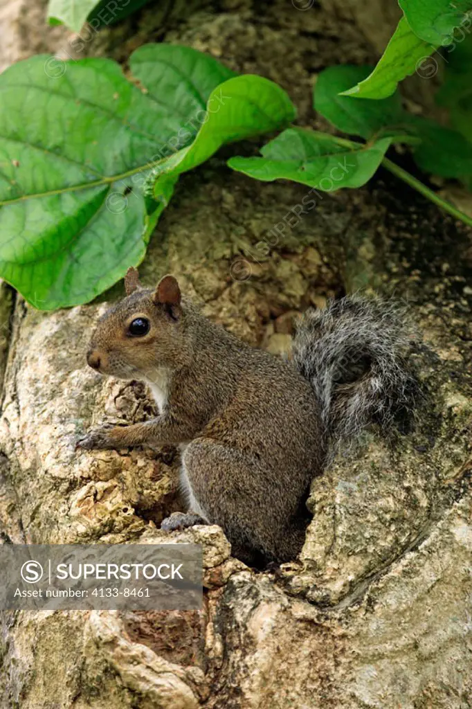 Eastern Gray Squirrel, Sciurus carolinensis, Florida, USA, adult on tree