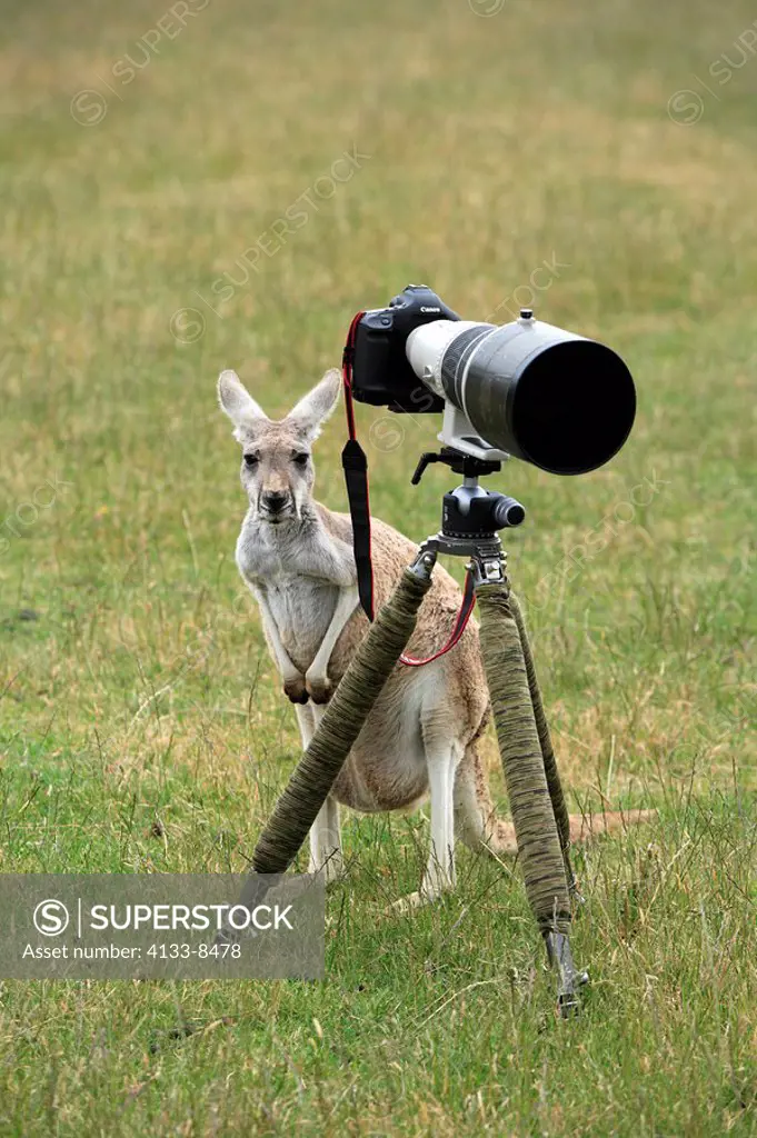 Eastern Grey Kangaroo,Macropus giganteus,Australia,young with camera on tripod