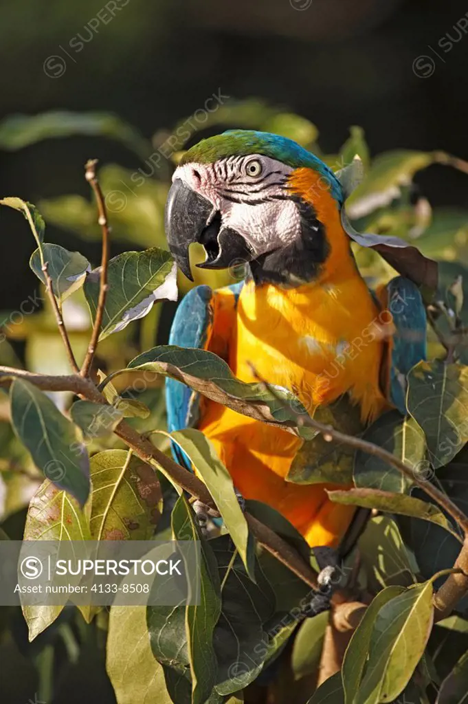 Blue and Yellow Macaw,Ara ararauna,Pantanal,Brazil,adult,on tree,Portrait