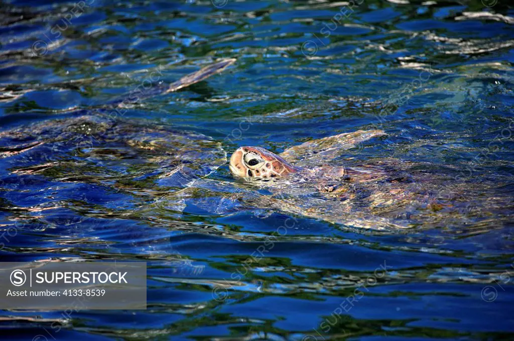 Green Sea Turtle,Chelonia mydas,Cayman Islands,Grand Cayman,Caribbean,adult swimming in water breathing