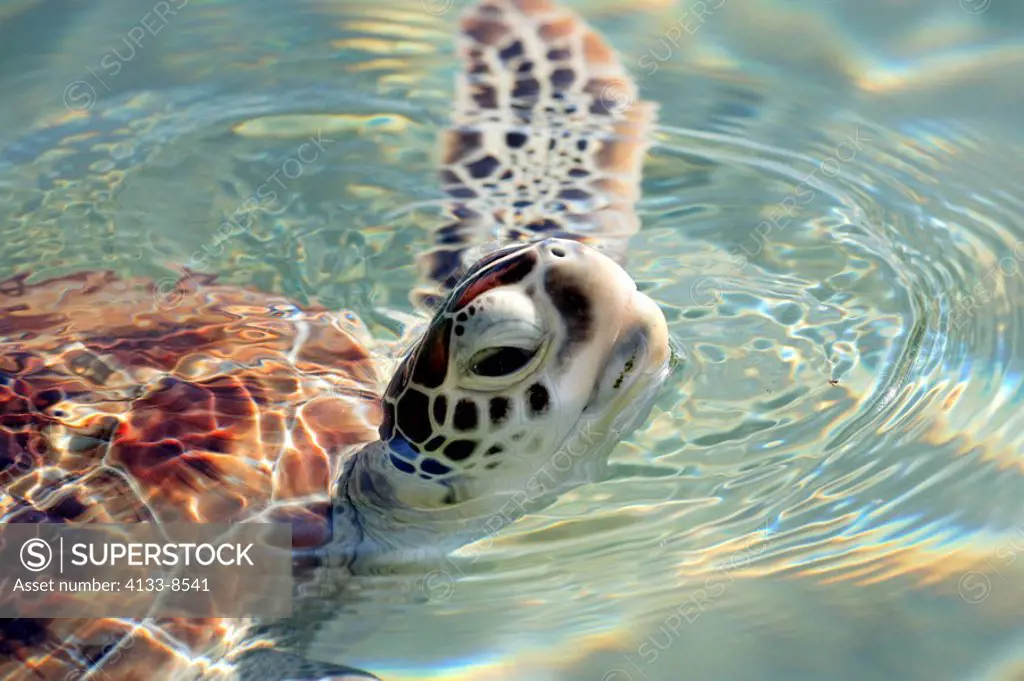 Green Sea Turtle,Chelonia mydas,Cayman Islands,Grand Cayman,Caribbean,adult swimming in water breathing portrait