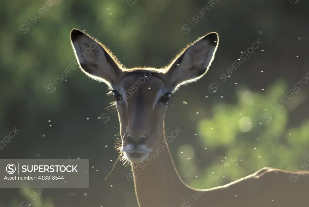Impala , Aepyceros melampus , Kenya , Africa , Samburu Game Reserve , Adult female