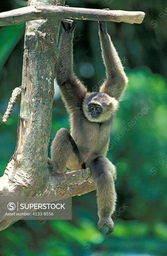 Mueller´s Gibbon Hylobates Muellerii Borneo Asia