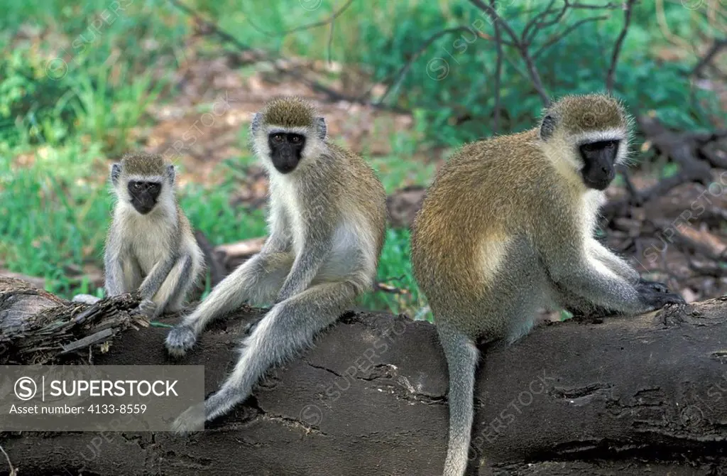 Vervet Monkey,Grivet Monkey,Cercopithecus aethiops,Samburu Game Reserve,Kenya,Africa,family