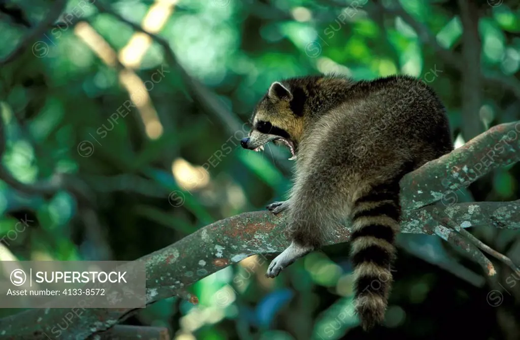 North American Raccoon,Procyon lotor,North America,adult resting on tree