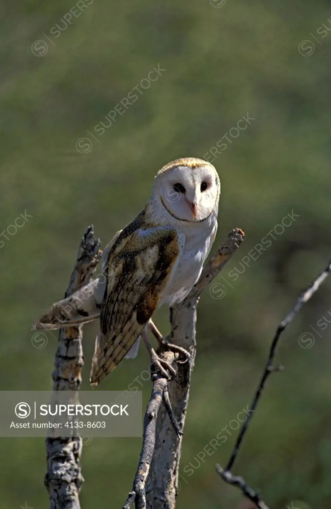Barn Owl,Tyto alba,Sonora Desert,Arizona,USA,adult on branch