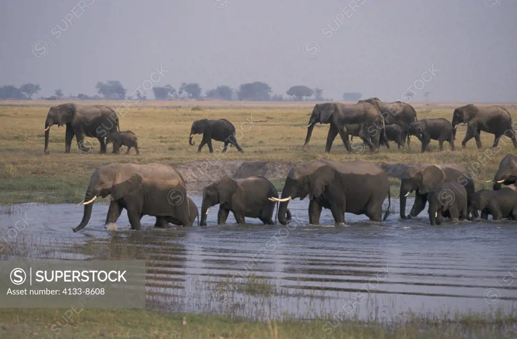 African Elephant , Loxodonta africana , Chobe National Park , Botswana , Africa , Adult smelling