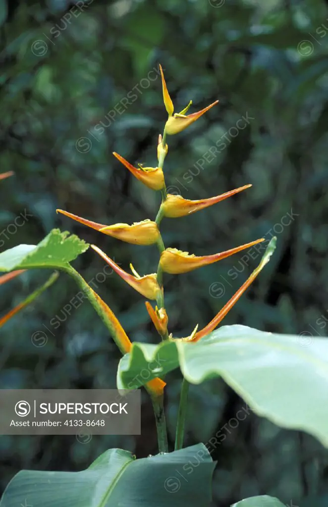 Heliconia , Heliconia bihai , Costa Rica , Central America , America , bloom