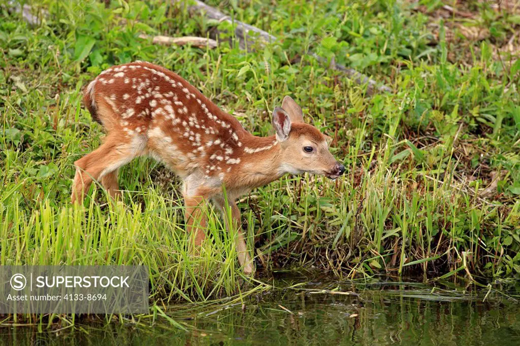 White_tailed deer,Odocoileus virginianus,Minnesota,USA,young on meadow at water