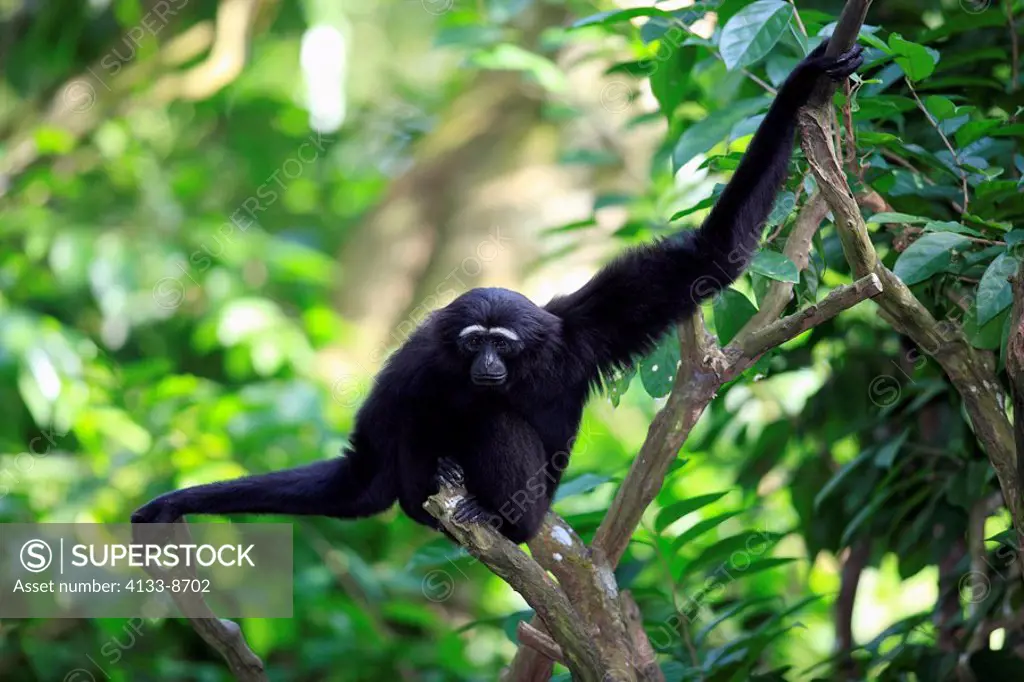Dark handed Gibbon,Hylobates agilis,Asia,adult on tree