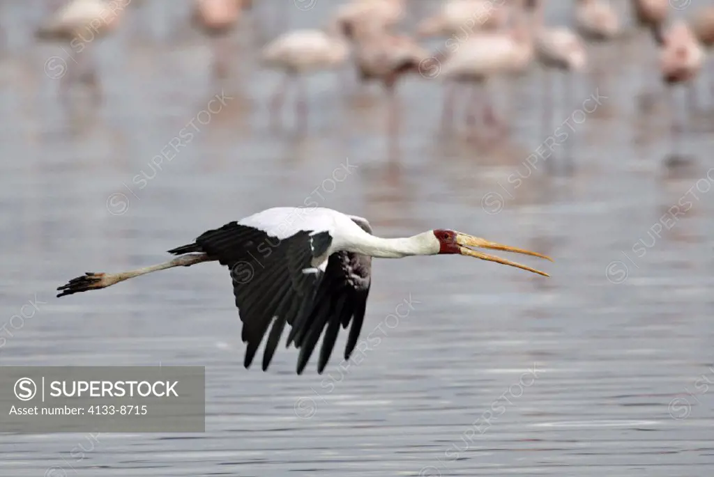 Yellow-Billed Stork Ibis ibis Lake Nakuru Kenya
