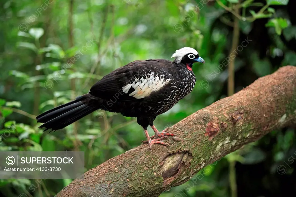 Black-Fronted Piping-Guan,Aburria jacutinga,Pantanal,Brazil,adult,on tree