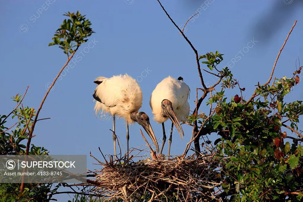 Wood Stork,Mycteria americana,Florida,USA,adults with young on nest with blue sky