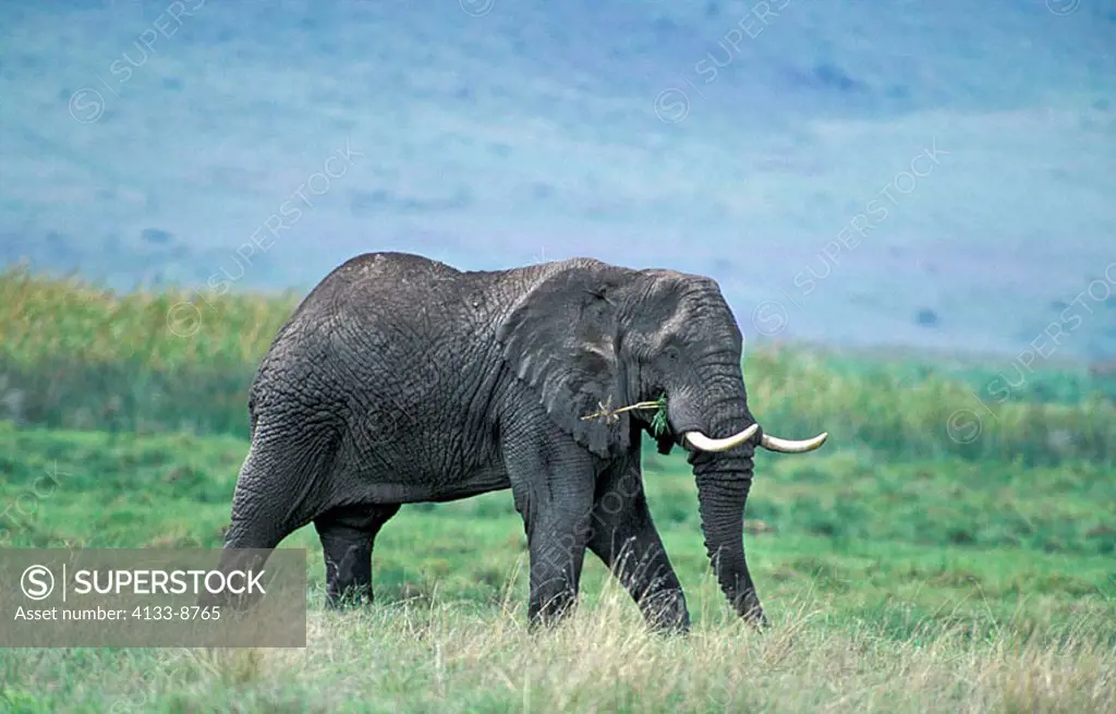 African Elephant Loxodonta africana Ngorongoro Crater Tanzania Africa