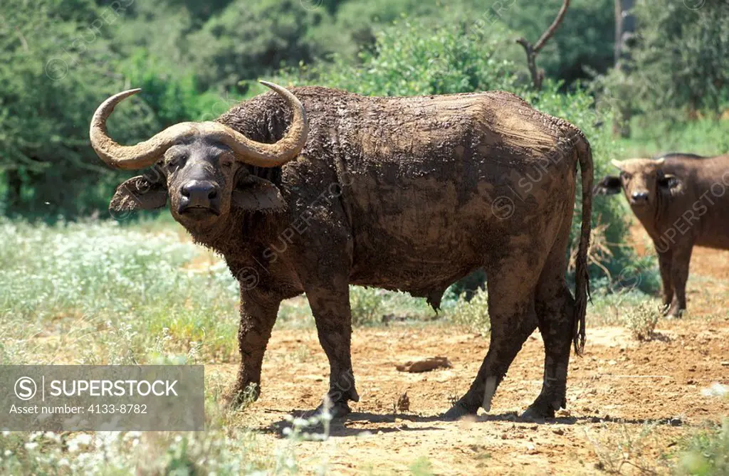 African Buffalo,Syncerus caffer,Samburu Game Reserve,Kenya,Africa,adult