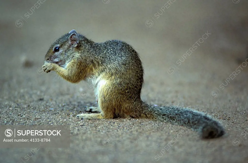 Tree Squirrel,Paraxerus cepapi,Kruger National Park,South Africa,adult,on ground,feeding