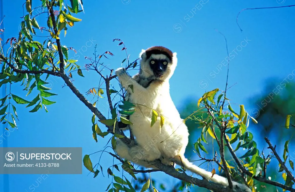 Verreaux`s Sifaka,Propithecus verreauxi,Berenty Game Reserve,Madagascar,Africa,adult on tree
