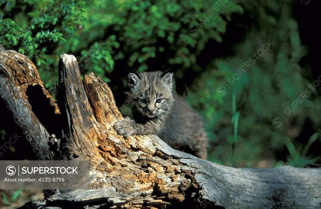 Bobcat,Lynx rufus,Montana,USA,young on log