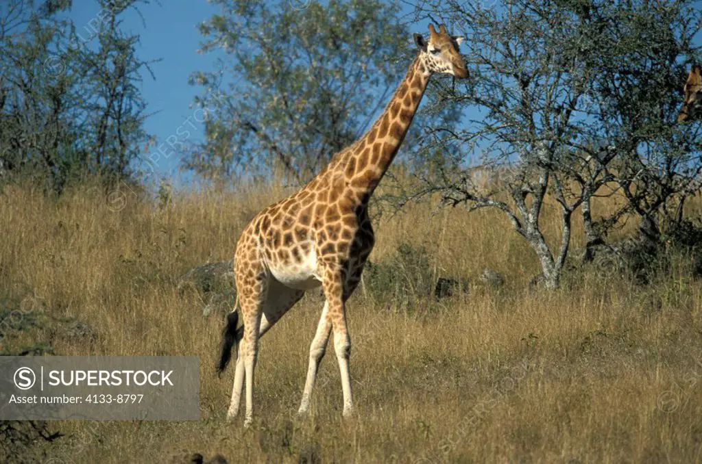 Rothschild Giraffe,Giraffa camelopardalis rothschildi,Nakuru Nationalpark,Kenya,Africa,adult