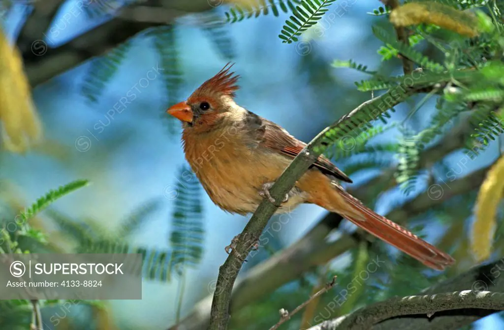 Northern Cardinal,Cardinalis cardinalis,Sonora Desert,Arizona,USA,adult female on tree