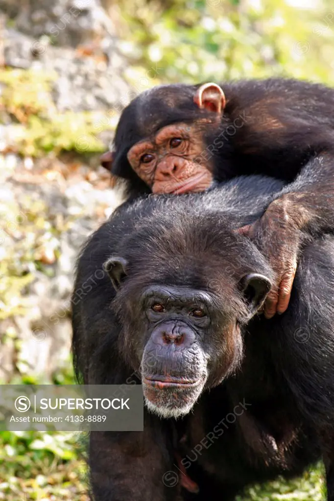 Chimpanzee, Pan troglodytes troglodytes, Africa , young is riding on Mother`s back, portait