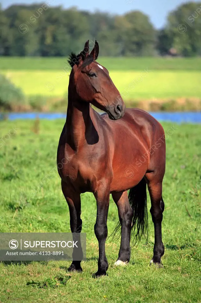 Domestic Horse,Equus caballus,Netherlands,Adult,Araber,thoroughbred stallion male