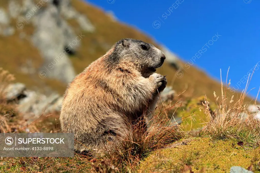 Alpine Marmot,Marmota marmota,Grossglockner Massif,National Park Hohe Tauern,Austria,Alps,Europe,adult