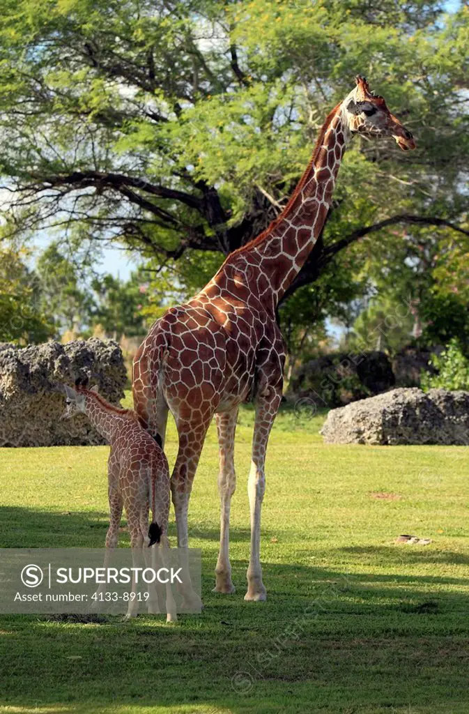 Reticulated Giraffe,Giraffa camelopardalis reticulata,Africa,mother with young