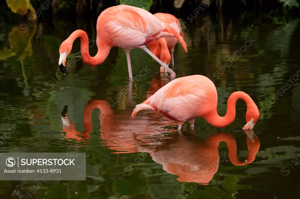 American Flamingo, Phoenicopterus ruber ruber, South America, Latin America, adults feeding in water