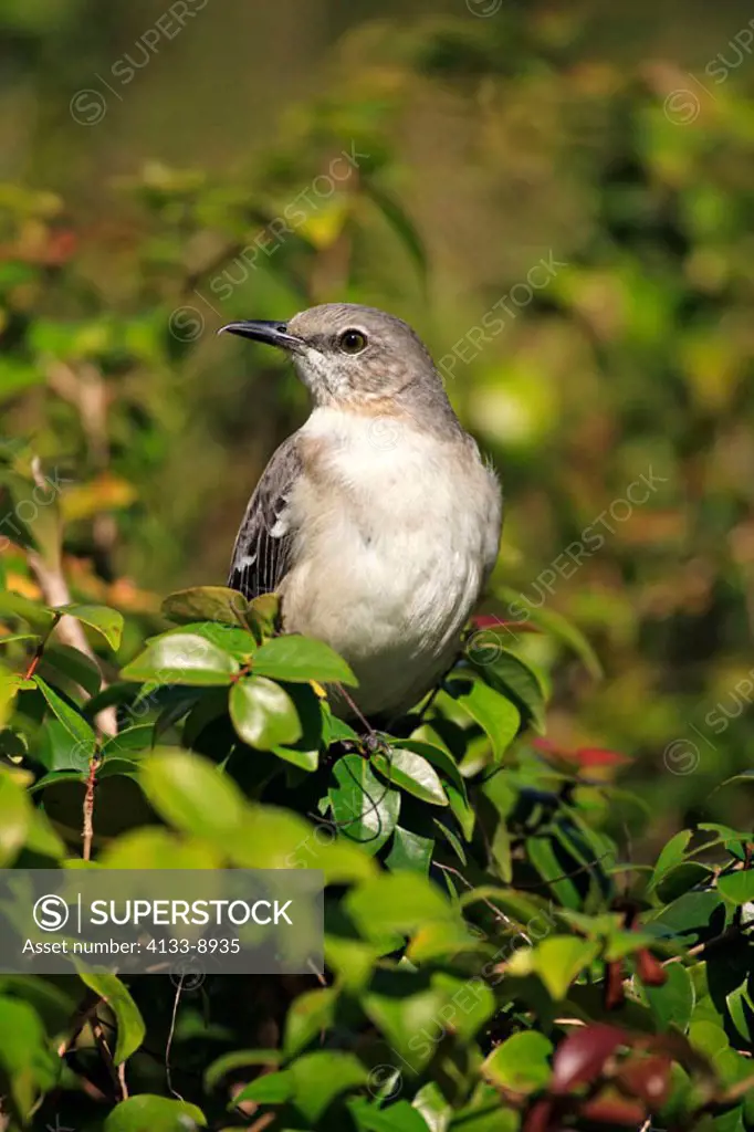 Northern Mockingbird, Mimus polyglottus, Florida, USA, adult on tree