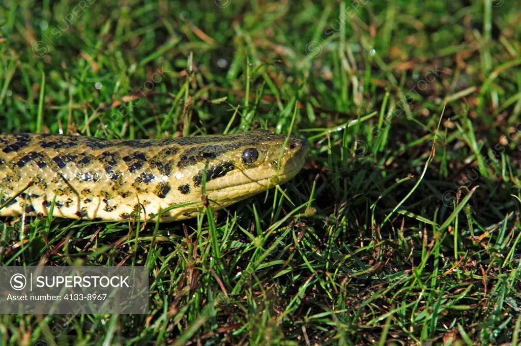 Yellow Anaconda,Eunectes notaeus,Pantanal,Brazil,adult,in grass,Portrait