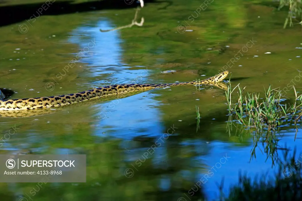 Yellow Anaconda,Eunectes notaeus,Pantanal,Brazil,adult,in water,swimming