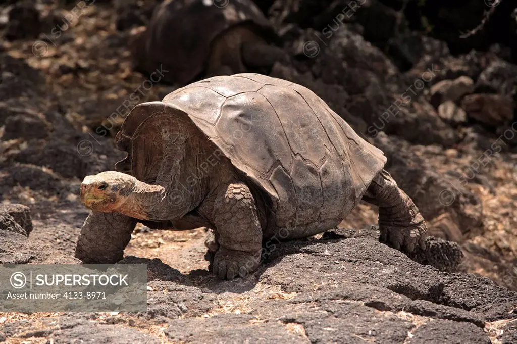 Galapagos Tortoise,Giant Tortoise,Geochelone nigra,Galapagos Islands,Ecuador,adult