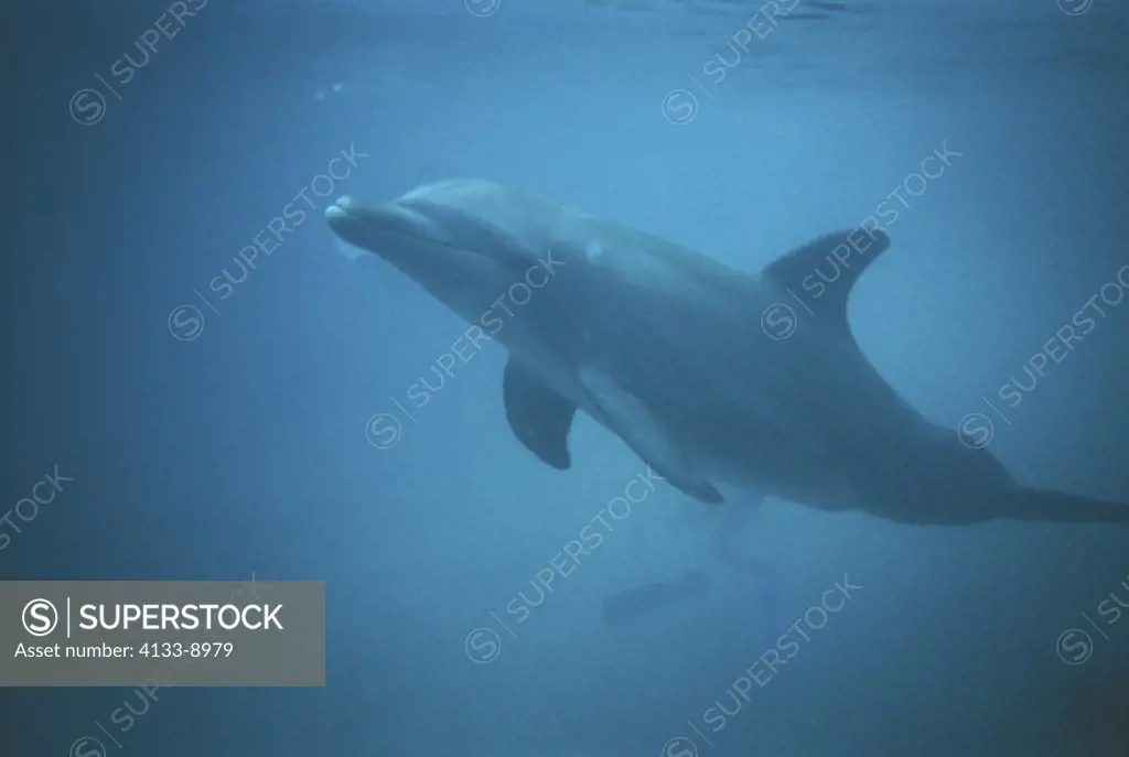 Bottle Nosed Dolphin , Tursiops truncatus , Roatan , Honduras , Carib , Adult swimming under water