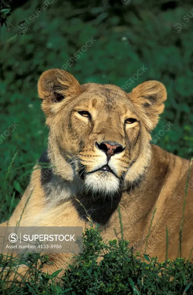 Asian Lion,Panthera leo goojratensis,India,Asia,adult female portrait