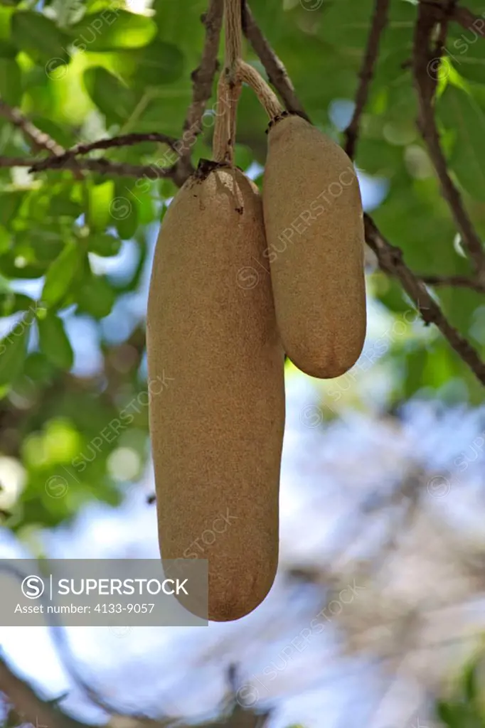 Sausage Tree, Kigelia africana, Kruper National Park, South Africa , Africa , fruit