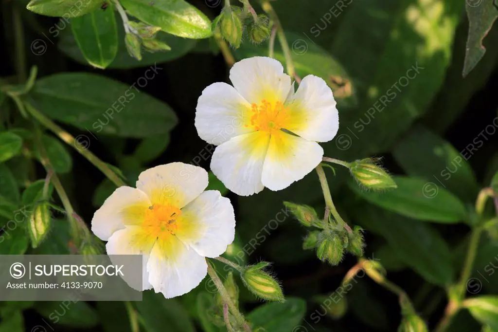 Rock Rose,Sun Rose,Helianthemum Hybride,Ellerstadt,Germany,Europe,blooming