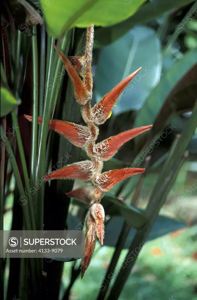 Heliconia , Heliconia vellerigera , South America , America , bloom
