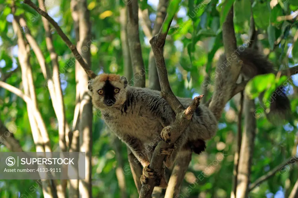 Red Fronted Lemur, Lemur fulvus rufus, Berenty Game Reserve, Madagascar, adult male on tree