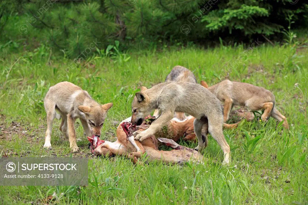 Gray Wolf,Grey Wolf,Canis lupus,Minnesota,USA,group of youngs feeding on prey