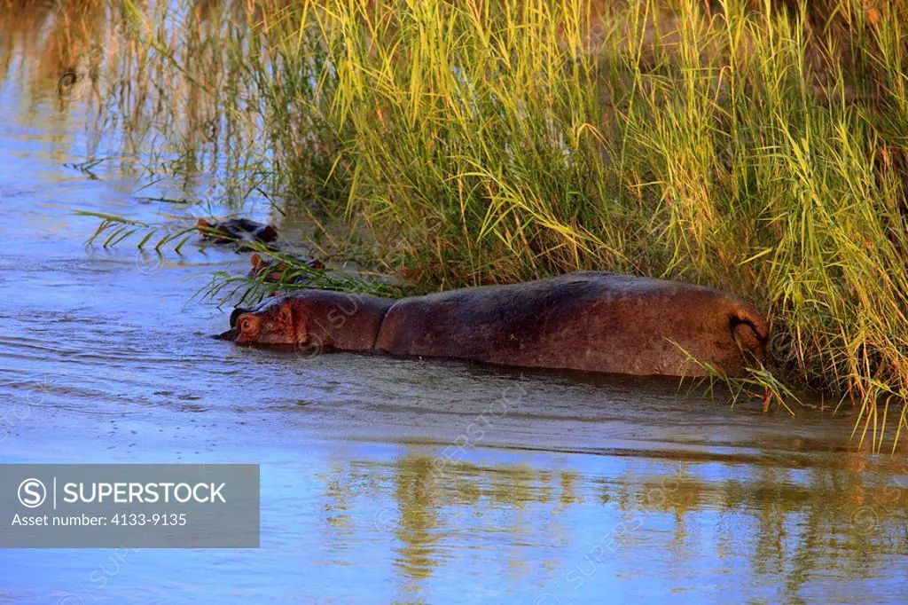Hippopotamus,Hippopatamus amphibius,Kruger Nationolapark,South Africa,Africa,adult swimming in water