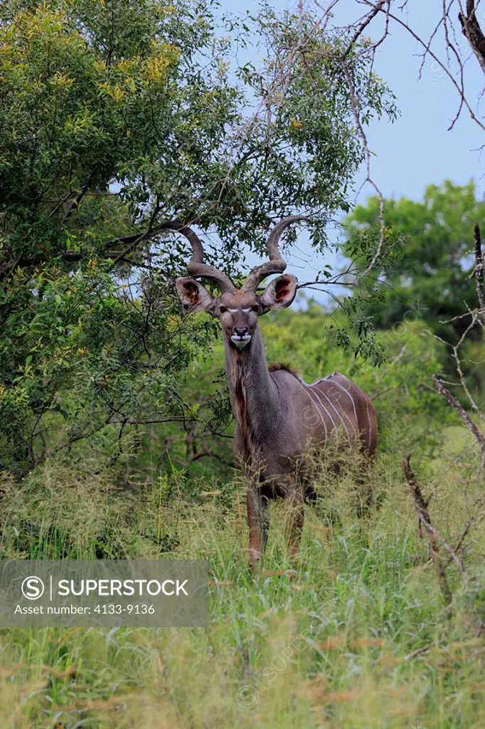 Greater Kudu,Tragelaphus strepsiceros,Kruger Nationalpark,South Africa,adult male