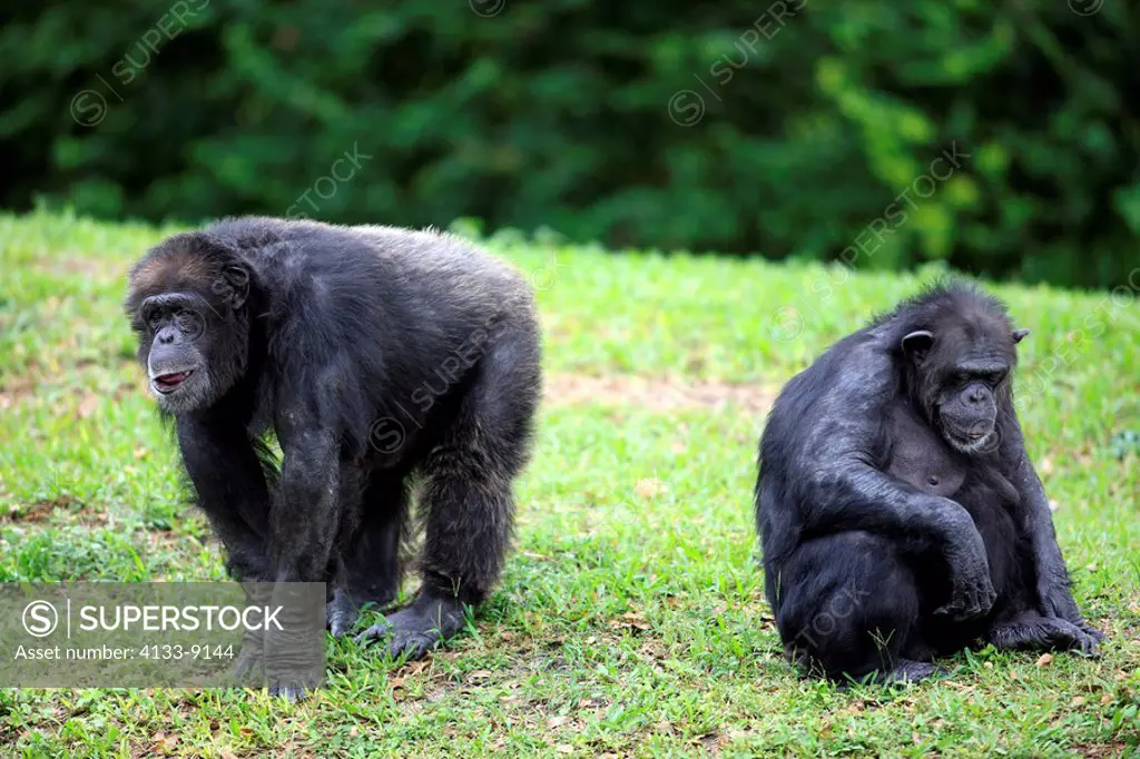 Chimpanzee,Pan troglodytes troglodytes,Africa,two females