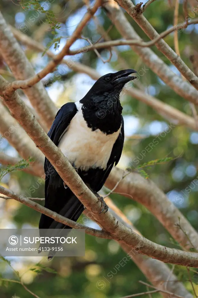 Pied Crow, Corvus albus, Berenty Game Reserve, Madagascar, adult singing on tree