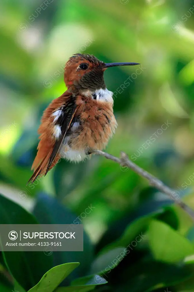 Rufous Hummingbird, Selasphorus rufus, Arizona, USA, adult male resting on tree