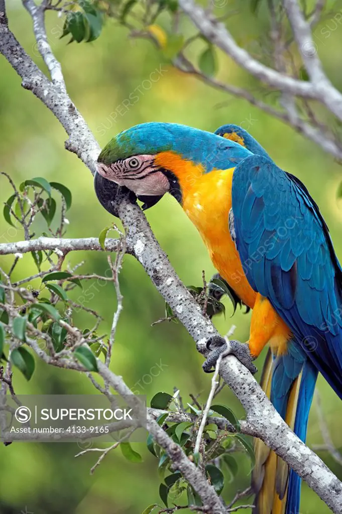 Blue and Yellow Macaw,Ara ararauna,Pantanal,Brazil,adult,on tree,Portrait,climbing