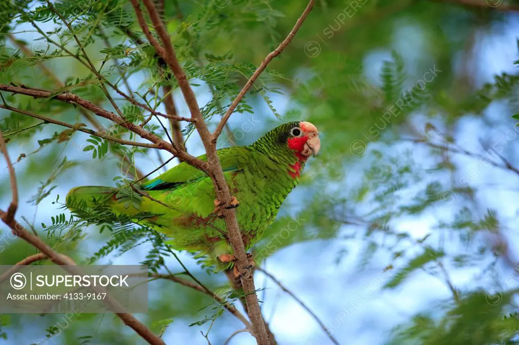 Cayman Parrot,Rose Throated Amazon Parrot,Amazona leucocephala caymanensis,Cayman Islands,Grand Cayman,Caribbean,adult on tree