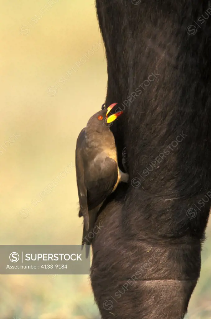 Yellowbilled Oxpecker , Buphagus africanus , Chobe National Park , Botswana , adult on leg of an African Buffalo