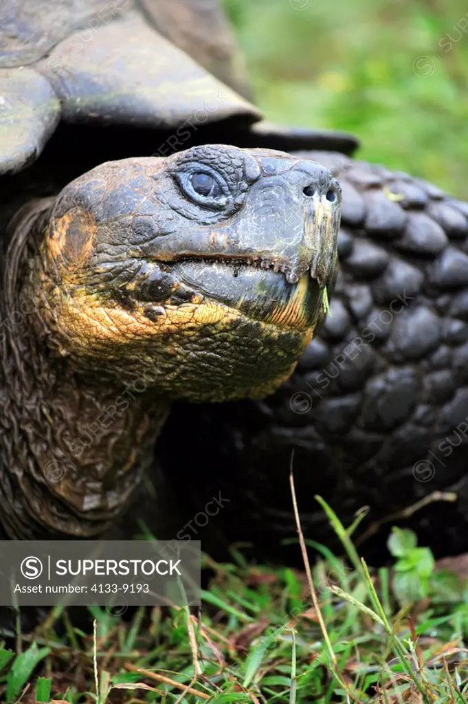 Galapagos Tortoise,Giant Tortoise,Geochelone nigra,Galapagos Islands,Ecuador,adult,Portrait