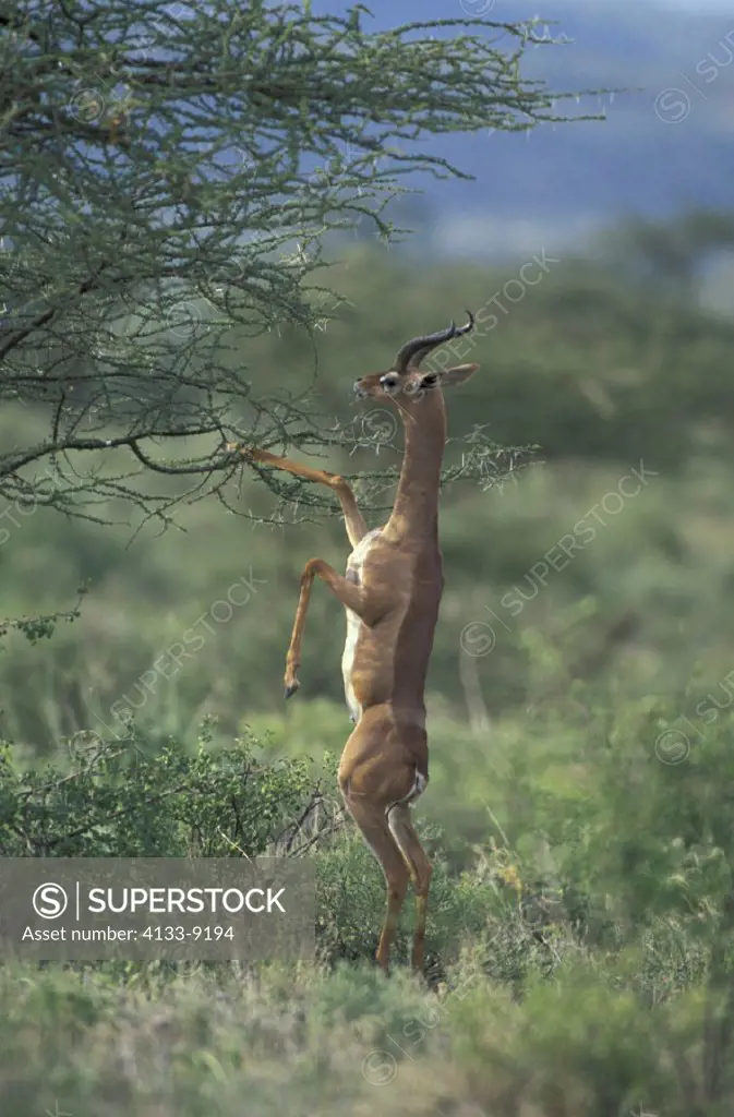 Gerenuk , Litocranius walleri , Samburu Game Reserve , Kenya , Africa , Adult male feeding